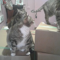 photo de livraison pour A Toutes Pattes