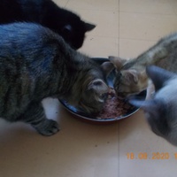 photo de livraison pour Chats Libres des Hauts Cantons de l'Hérault