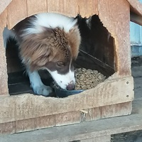 photo de livraison pour asociatia centrul de formare pentru activitati voluntare natura deva