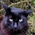 photo animal
