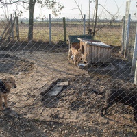 photo de livraison pour Azil Bella