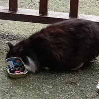 photo de livraison pour L’École du Chat de Saint-Denis Langevin