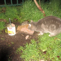 photo de livraison pour Chat Libre de l'Ile du Ramier