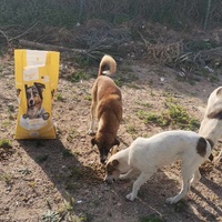 photo de livraison pour 4 Pattes Mogador