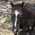 photo animal