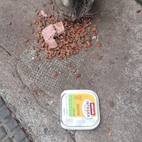 photo de livraison pour Chats cerbériens