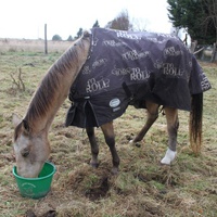 photo de livraison pour Happy Horse Day