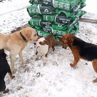 photo de livraison pour Udruzenje za Zastitu Zivotinja Srecko, Valjevo