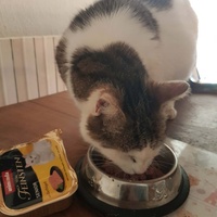 photo de livraison pour SOS Chats Libres