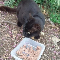 photo de livraison pour Les Chats-Pitresdelavi-Ste