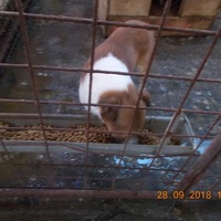 photo de livraison pour Pro Animals Finland ry