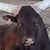 photo animal