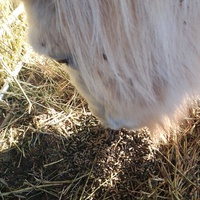 photo de livraison pour Equi-Libre : Droit à la Retraite Equine