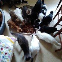 photo de livraison pour Pour l'Amour des Chats