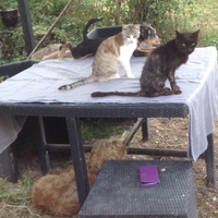 photo de livraison pour SOS Animal Tendresse