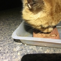 photo de livraison pour Félin Pour L’Hôte