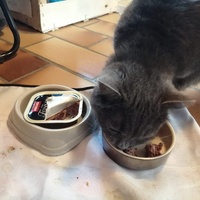 photo de livraison pour Ecole du Chat de Poitiers