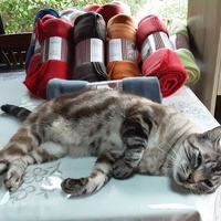 photo de livraison pour Les Chatoyants