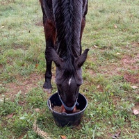 photo de livraison pour Equi-Libre : Droit à la Retraite Equine