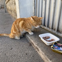 photo de livraison pour Bien vivre avec les Chats Sallélois