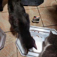photo de livraison pour Chat de Gout'hier sans Toit