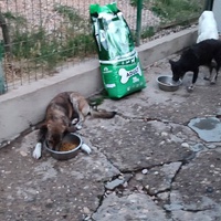 photo de livraison pour Ivana Nikolić