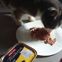 photo de livraison pour Les chats libres de Caro