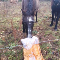 photo de livraison pour Equi-Libre : Droit à la Retraite Equine