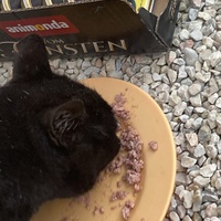 photo de livraison pour Ecole du Chat des Alpilles