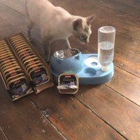 photo de livraison pour Les chats de l'Indifférence