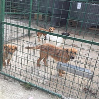 photo de livraison pour Save & Hope for Dogs