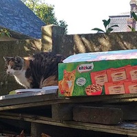 photo de livraison pour Croq'Chats