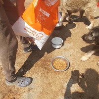 photo de livraison pour Animal Shields Oradea