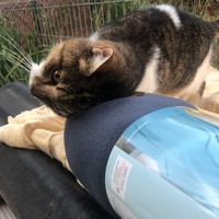photo de livraison pour Les chats de chez nous