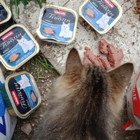 photo de livraison pour Les Chats-Pitresdelavi-Ste