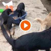 photo de livraison pour Saving Orphaned Souls Sheila's Animal Rescue Mission