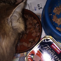 photo de livraison pour 4 Pattes 30