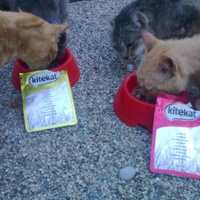 photo de livraison pour L'ANGE Laurence pour les chats