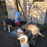 photo de livraison pour Azil za pse"Poslednja oaza"