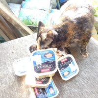 photo de livraison pour Jardin des Chats