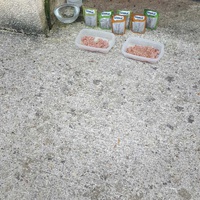 photo de livraison pour Ecole du Chat de Poitiers