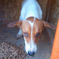 photo de livraison pour Refuge pour chiens de Baia Mare