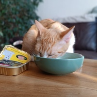 photo de livraison pour Cosa Animalia