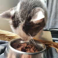 photo de livraison pour Animalove