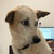 photo animal