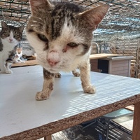 photo de livraison pour Protect Cat