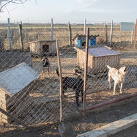 photo de livraison pour Azil Bella