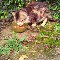 photo de livraison pour Adoption Féline Estuaire