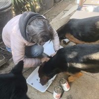 photo de livraison pour Chats Libres de Béziers