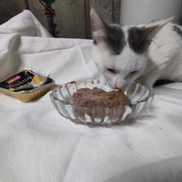 photo de livraison pour Les Chats de la Rue